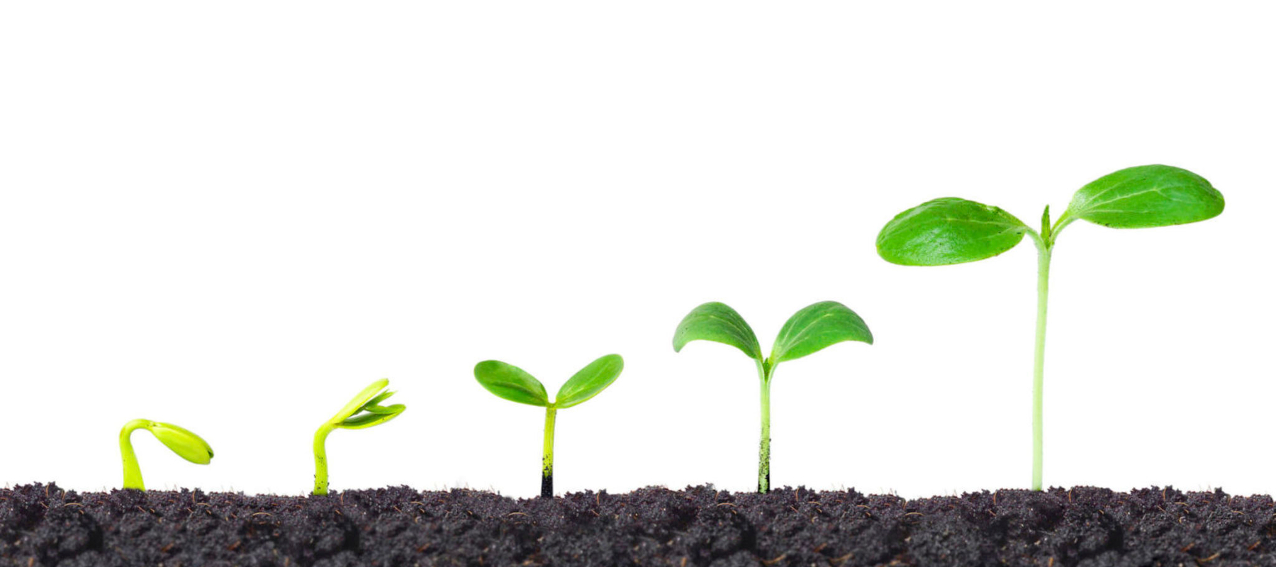 Kriton en Spijkman gaan samen verder!