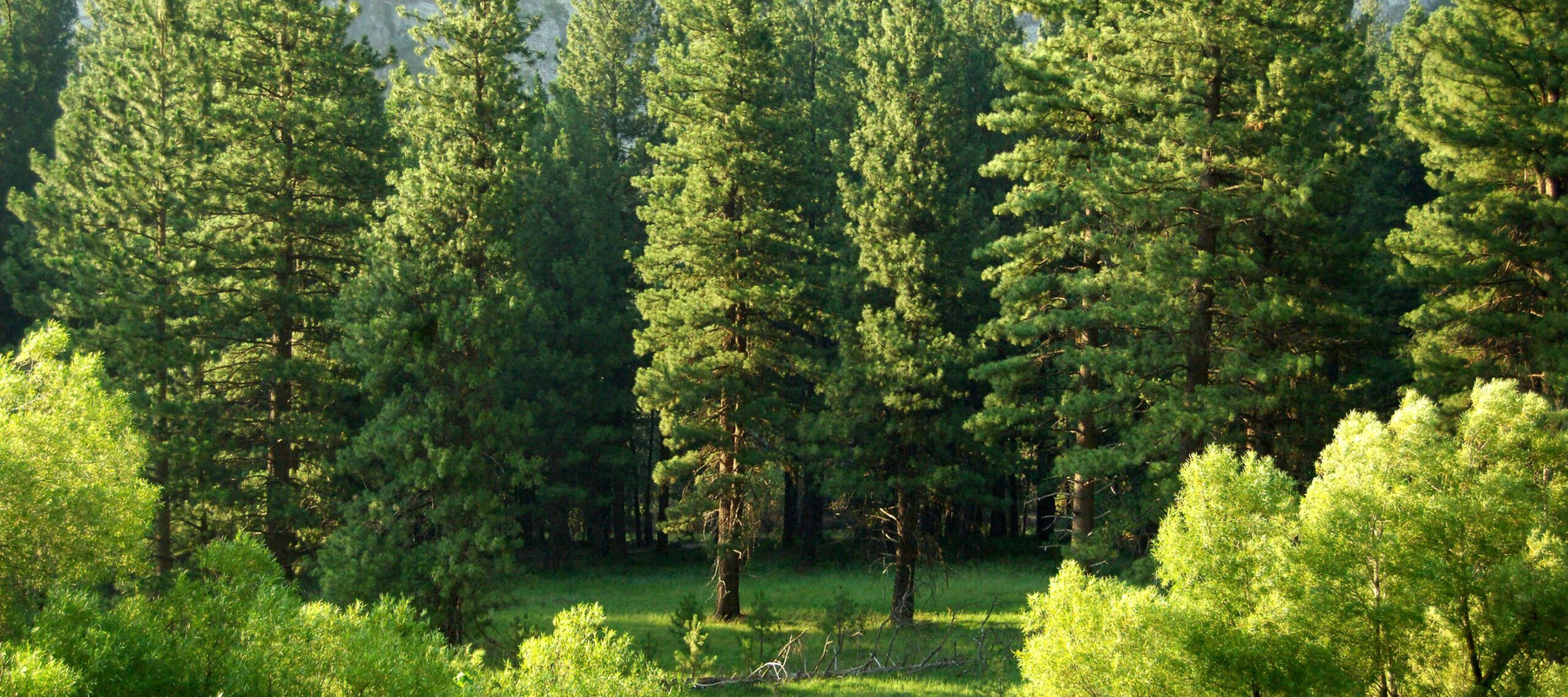 Kritonline 62: Duurzaamheid: wat kun je als accountant nu al doen?